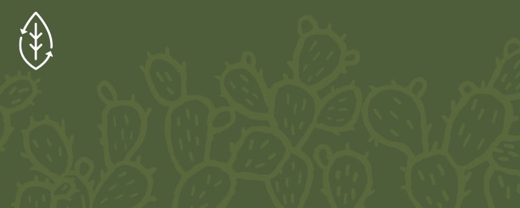 Arrière-plan vert avec images de cactus.