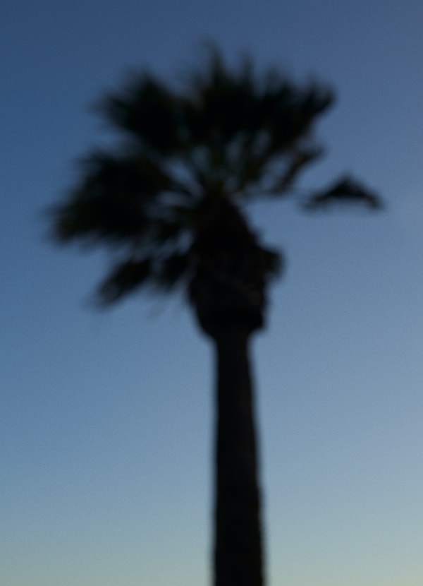 A blue sky with a palm tree silhouette.